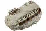 Fossil Running Rhino (Hyracodon) Upper Jaws - South Dakota #232225-5